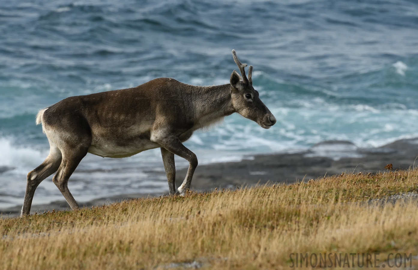 Rangifer tarandus caribou [400 mm, 1/1600 Sek. bei f / 11, ISO 1600]